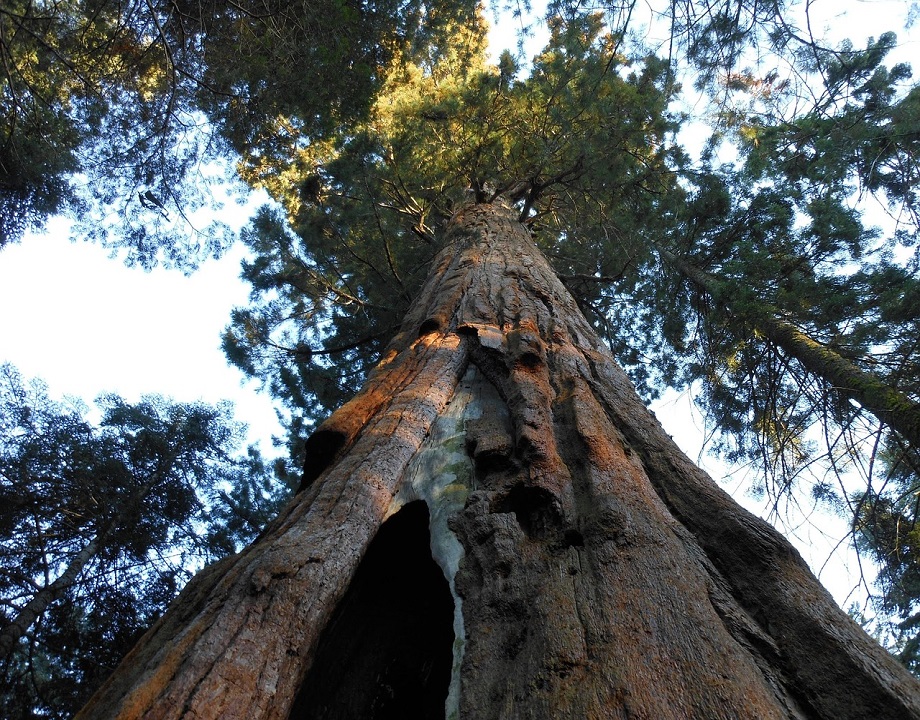 Thinking like a tree... Thinking like a tree...
